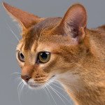 Abyssinian