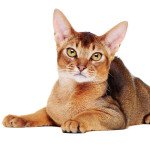 Abyssinian