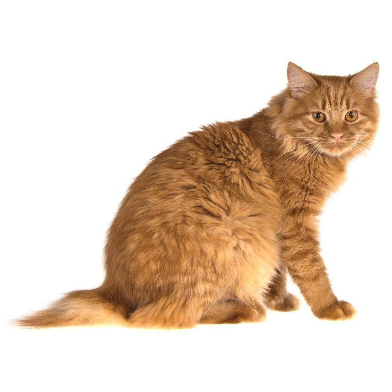 American Bobtail Longhair