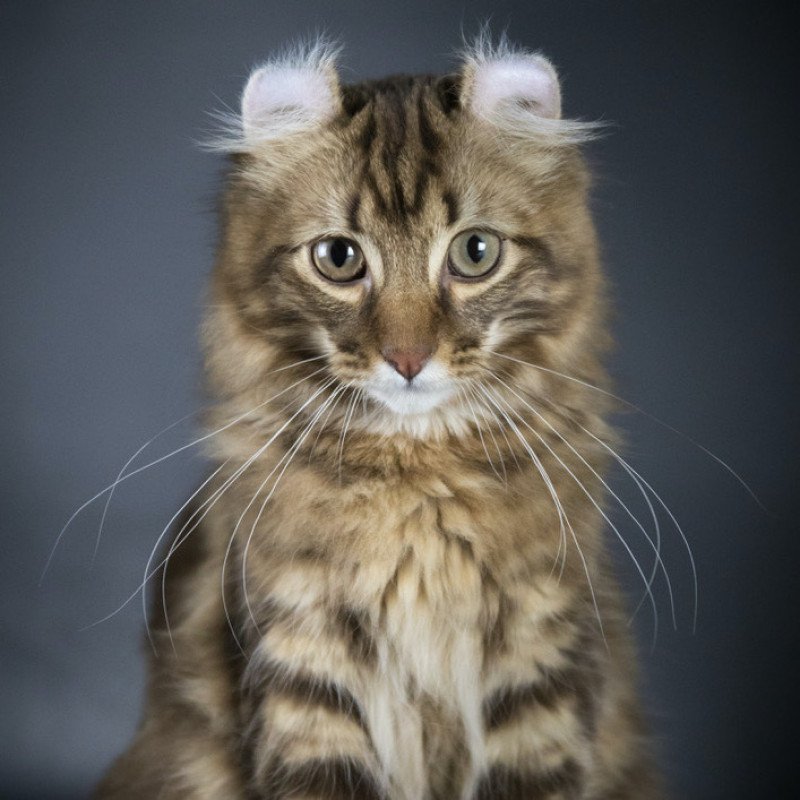 American Curl Longhair