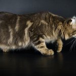 American Curl Longhair