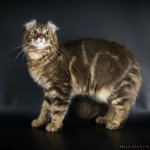 American Curl Longhair