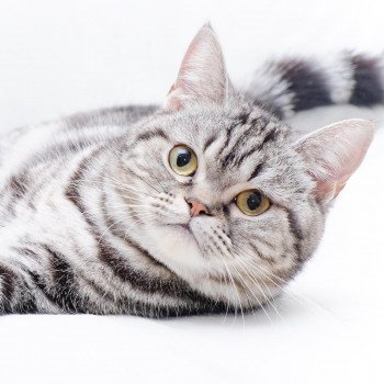 Cat Breeds The Whole List Cat And Kitten Com
