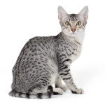 Arabian Mau