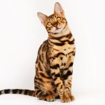 Bengal