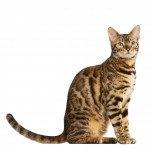 Bengal