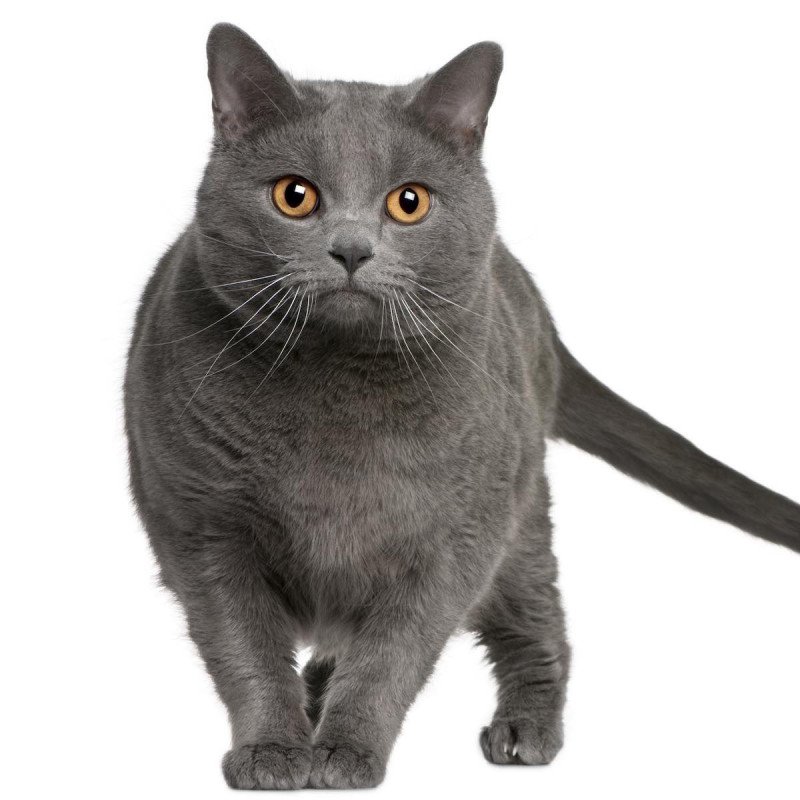 Chartreux