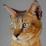Chausie