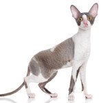 Cornish Rex