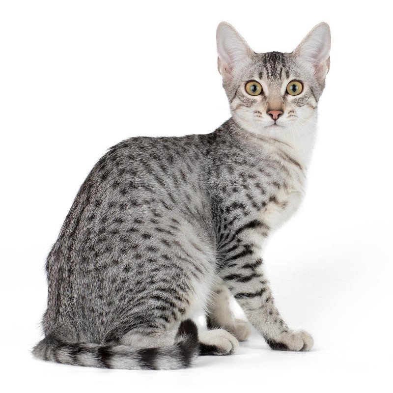 Egyptian Mau