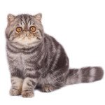 Exotic Shorthair