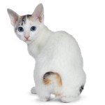 Japanese Bobtail Shorthair