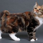 Kurilian Bobtail Longhair