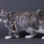 Kurilian Bobtail Longhair