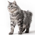 Kurilian Bobtail Longhair