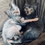 Lykoi