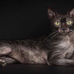 Lykoi