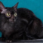 Lykoi