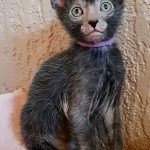 Lykoi