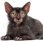 Lykoi