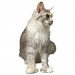 Maine Coon Polydactyl