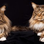Maine Coon Polydactyl