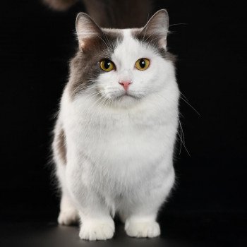 Cat Breeds The Whole List Cat And Kitten Com