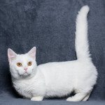 Munchkin Shorthair