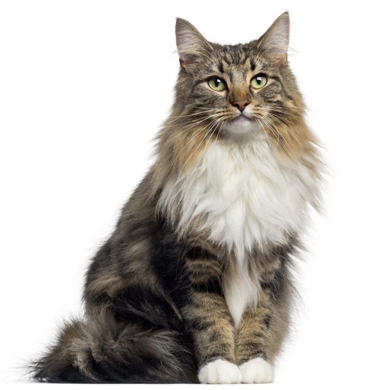 Norwegian Forest Cat