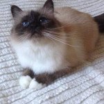 Sacred Birman