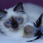 Sacred Birman