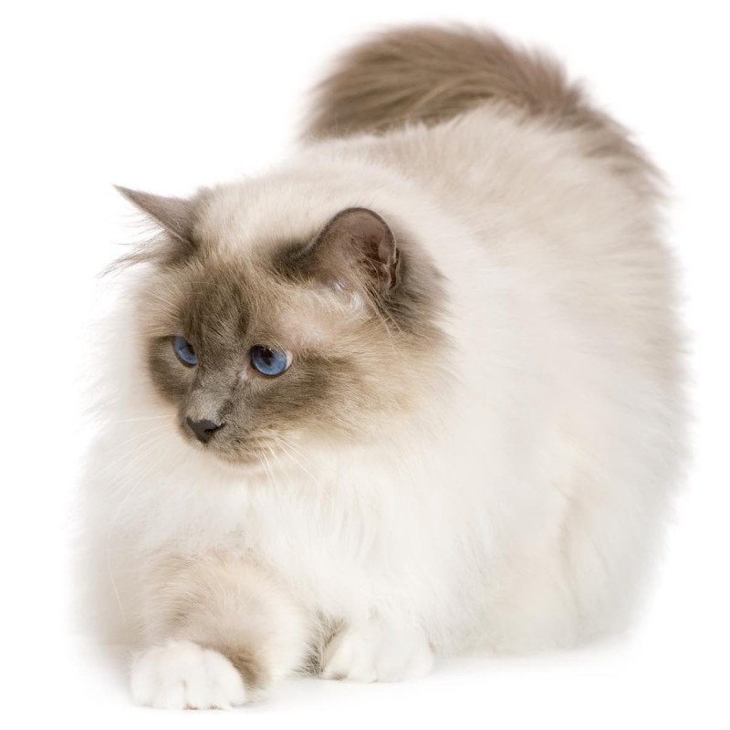 Sacred Birman