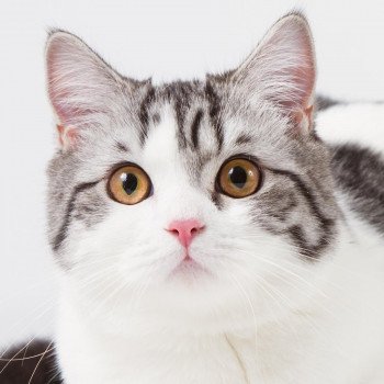 cat breeds : the whole list  cat-and-kitten.com