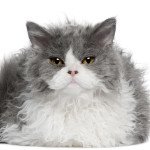 Selkirk Rex Longhair