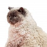 Selkirk Rex