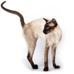 Siamese Shorthair