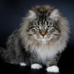 Siberian Cat