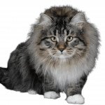 Siberian Cat