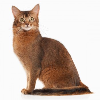 Cat Breeds The Whole List Cat And Kitten Com