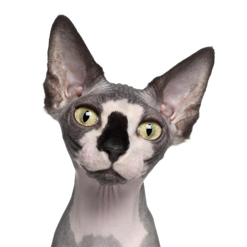 Sphynx Canadian