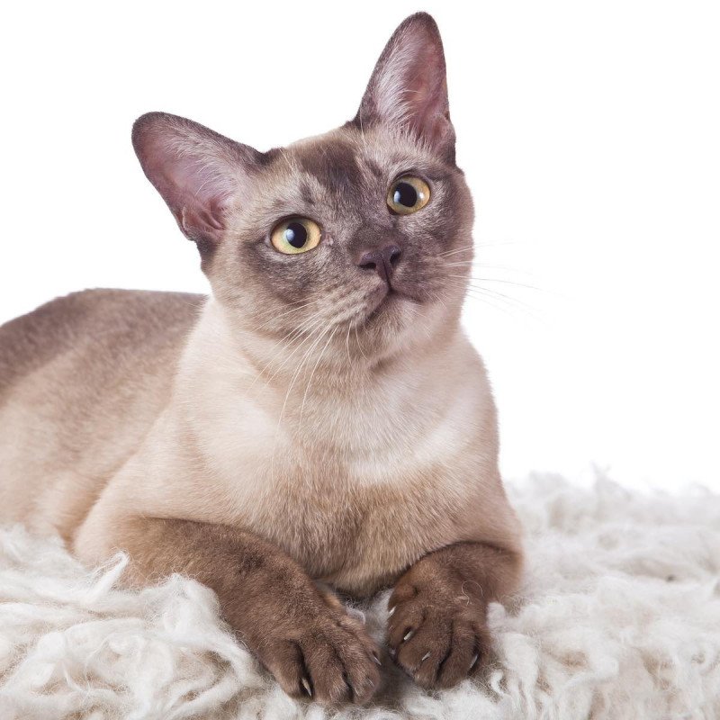 Tonkinese Shorthair