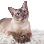 Tonkinese Shorthair