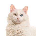 Turkish Angora