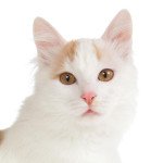 Turkish Van