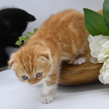 Cat And Kitten Com