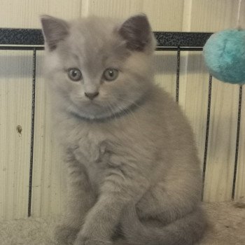 British Shorthair A Vendre Annonces Et Eleveurs Dans Votre Region