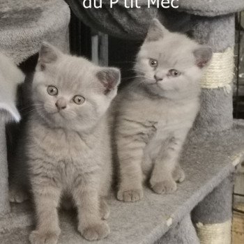 British Shorthair A Vendre Annonces Et Eleveurs Dans Votre Region