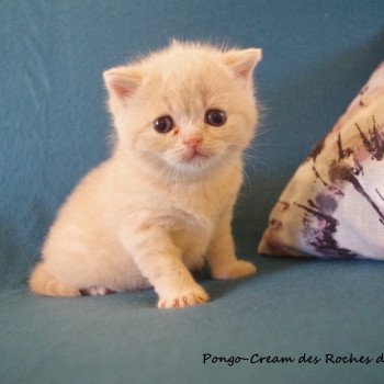 British Shorthair A Vendre Annonces Et Eleveurs Dans Votre Region