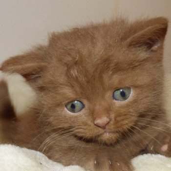 British Shorthair A Vendre Annonces Et Eleveurs Dans Votre Region