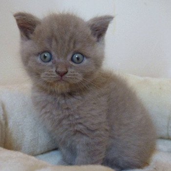 British Shorthair A Vendre Annonces Et Eleveurs Dans Votre Region